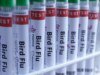 禽流感蔓延到各大洲。澳洲發現首例H5N1患者