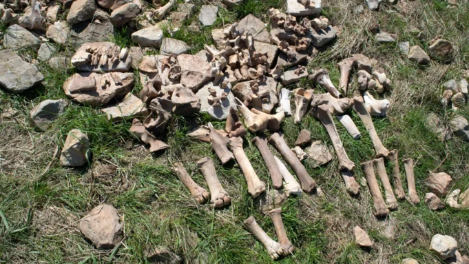 bison-bones-bergstrom-site.webp