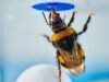 研究發現大黃蜂可以自動解決問題