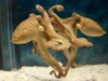 章魚利用鏡子尋找它看不見的食物