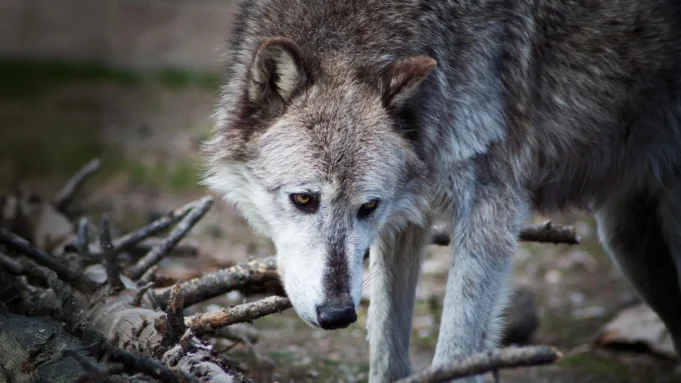 canis-lupus-male-west-yellowstone-montana.webp