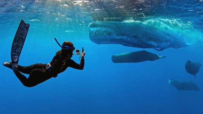 diver-and-sperm-whale.jpeg
