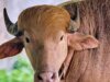 綽號“唐納德·特朗普”的白化水牛在孟加拉國動物園吸引了人群