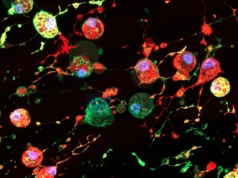 科學家發現隱藏的「死亡效應」可能有助於病毒傳播