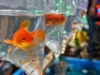 從寵物到害蟲,金魚可以破壞整個生態系統