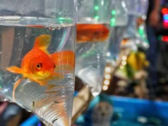 從寵物到害蟲,金魚可以破壞整個生態系統