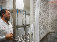 谷歌正在請求許可在加利福尼亞州和佛羅裡達州釋放數百萬隻蚊子
