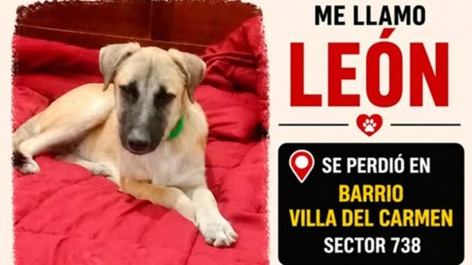 leon-555534-121458.jpg