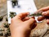 隨著黑市持續成長,Legal Pot 承諾火爆