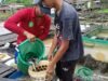 東加里曼丹的網箱系統帶來豐富的魚類產量