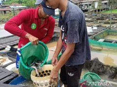 東加里曼丹的網箱系統帶來豐富的魚類產量
