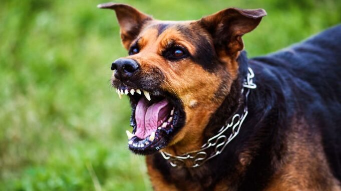 perro-512132-205458.jpg