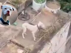 營養不良並被遺棄:他們救出了巴雷利爾家裡的狗