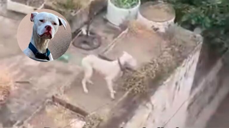 營養不良並被遺棄：他們救出了巴雷利爾家裡的狗