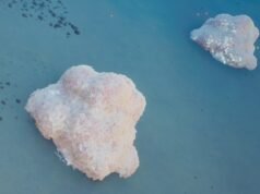 深海爭霸戰 2 哪裡可以找到鹽