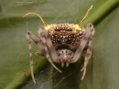 科學家發現一種偽裝成寄生真菌的蜘蛛