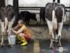 DPN提議將乳牛養殖列為糧食自給自足的優先事項