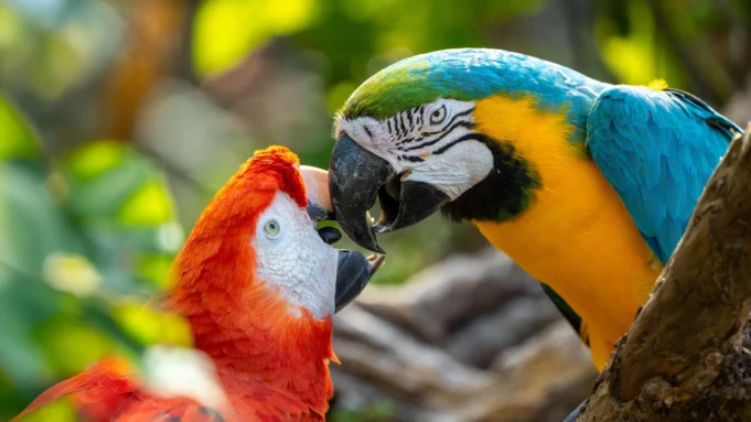 two-parrots-talking-kissing.webp