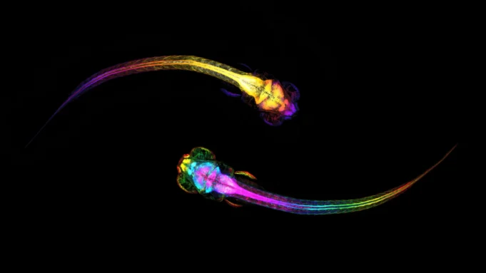 two-socializing-zebrafish.webp