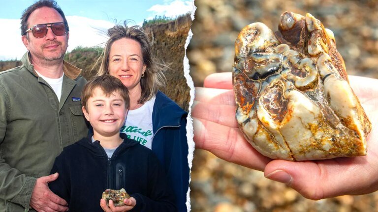 11歲男孩在英國海灘發現180萬年前的象牙