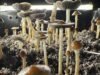 南加州男子承認給孩子餵致幻蘑菇