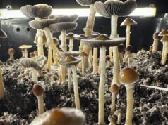 南加州男子承認給孩子餵致幻蘑菇