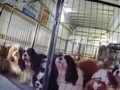 觀看警察營救被鎖在特曼庫拉附近 U-Haul 中的狗